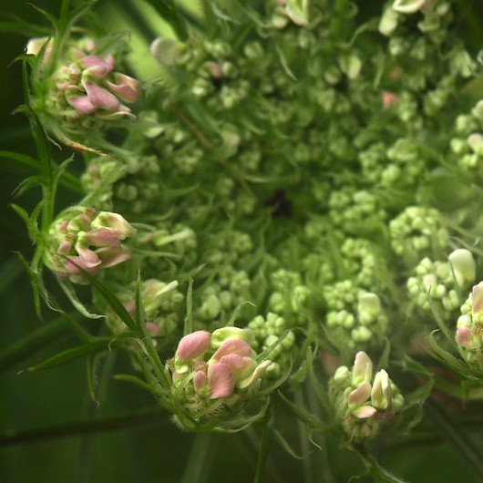 Queen Anne's lace